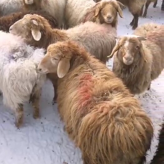 新疆天山牧场绵羊 自然放养的没结婚的羊娃子 肉好吃 轻羊