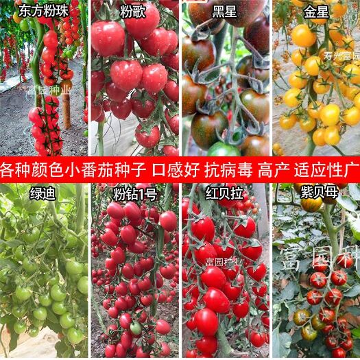 寿光市樱桃番茄种子小西红柿品种千禧类型水果迷你番茄品种