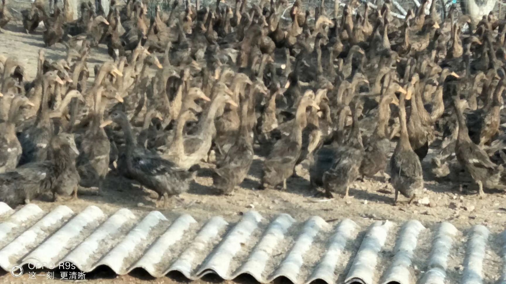 淘汰鸭 4200只，内毛干净