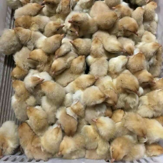 南宁快大黄鸡苗 统货