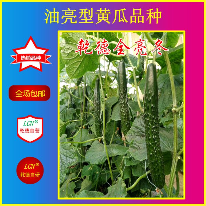 【包邮】乾德全亮冬   全雌油亮 头圆粗把黄瓜品种