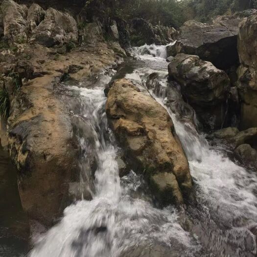 道真县池塘草鱼 贵州高山冷水鱼