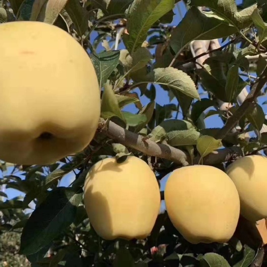 泰安维纳斯黄金苹果苗  基地直销，现挖现卖，品种保证