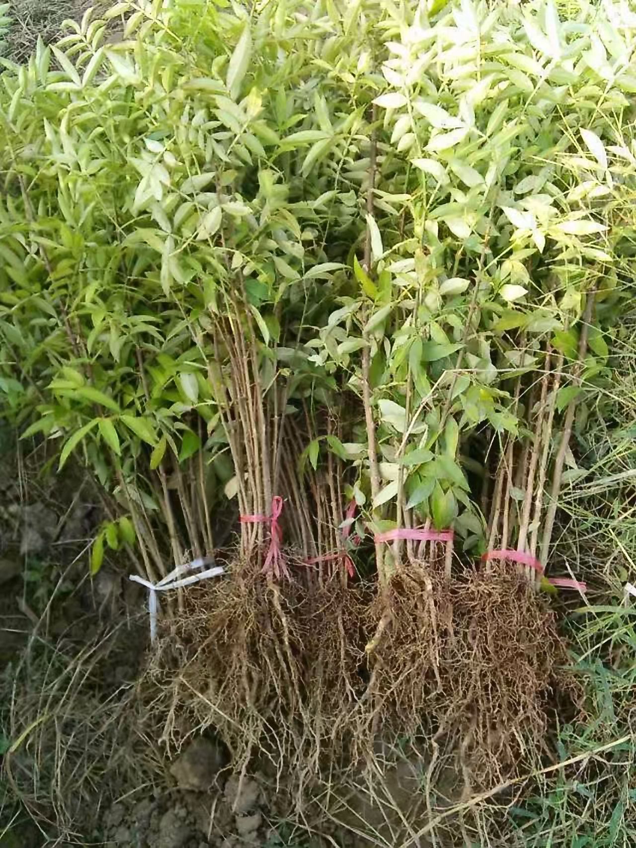  花椒苗，青花椒苗，金阳花椒籽纯正品种育苗