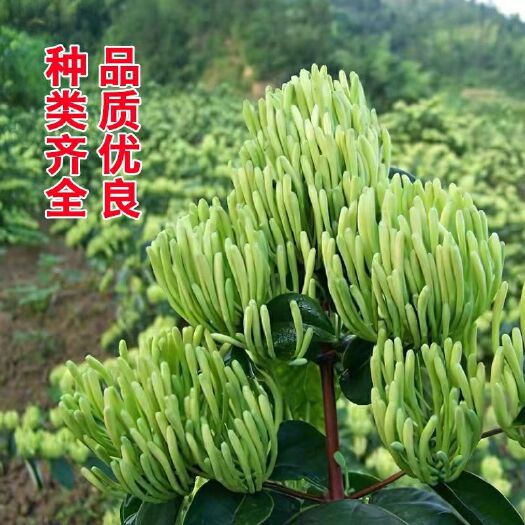 平邑县 金银花苗食用药用北花一号爬藤植物四季开花老桩盆景金银花树苗