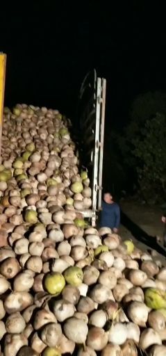 文昌市毛椰 海南本地青椰！老椰！