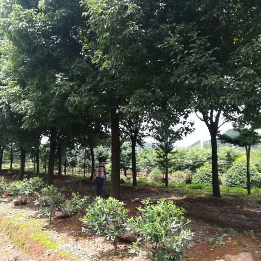 贵阳全冠香樟 苗木花草