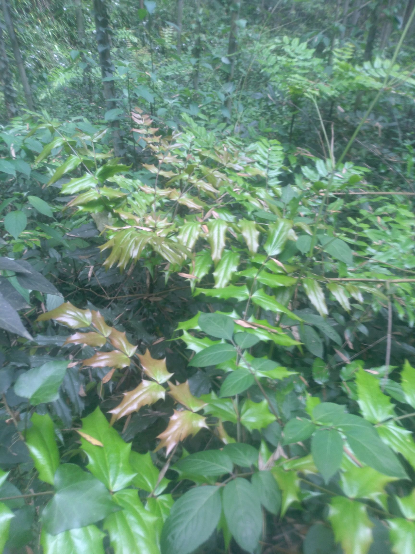 中药材十大功劳  十大功劳，功劳木各种规格，需要要私店主