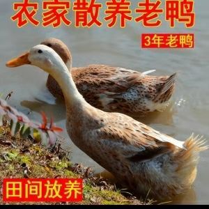 涞水县肉鸭 3-4斤 公 全散养