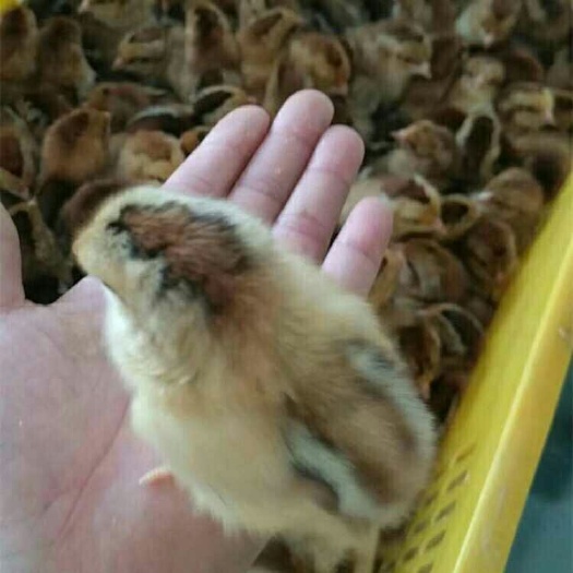 南宁土鸡苗 公