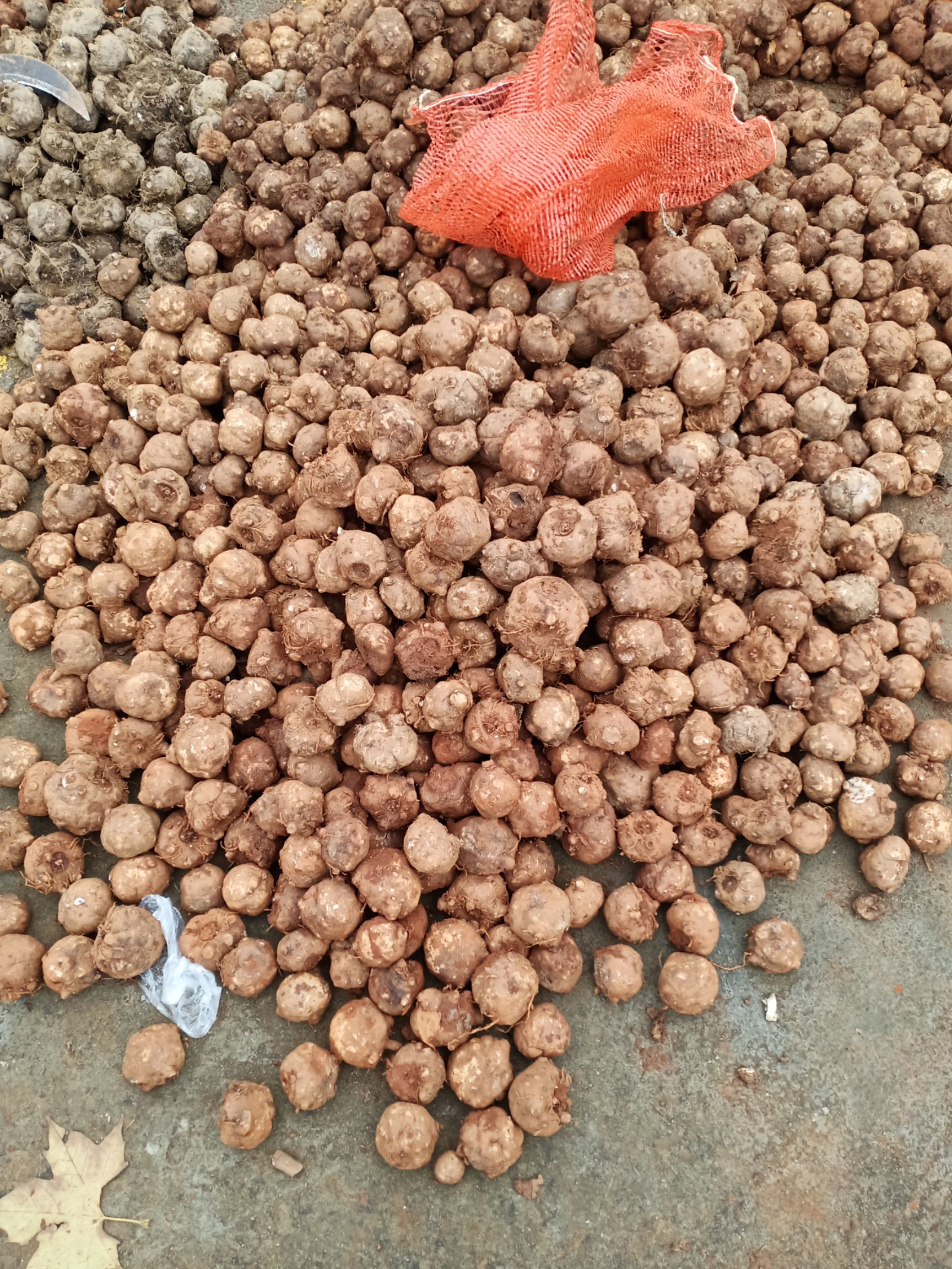 基地优质魔芋种子