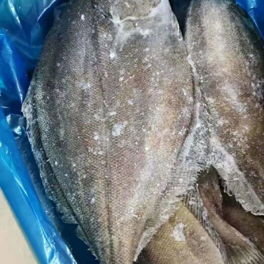 济南 比目鱼（季节性优惠）
