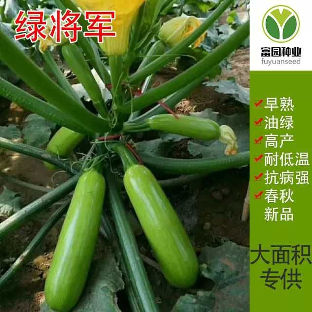 寿光市油绿西葫芦种子早春抗寒产量高抗病毒茭角瓜籽
