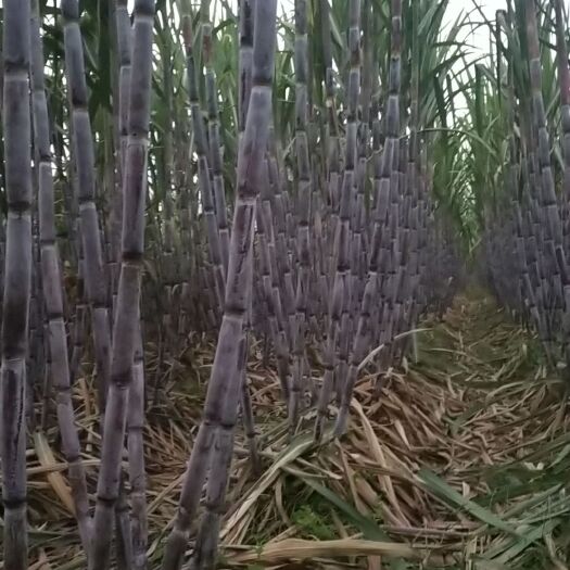 单县 甘蔗自产整车零担