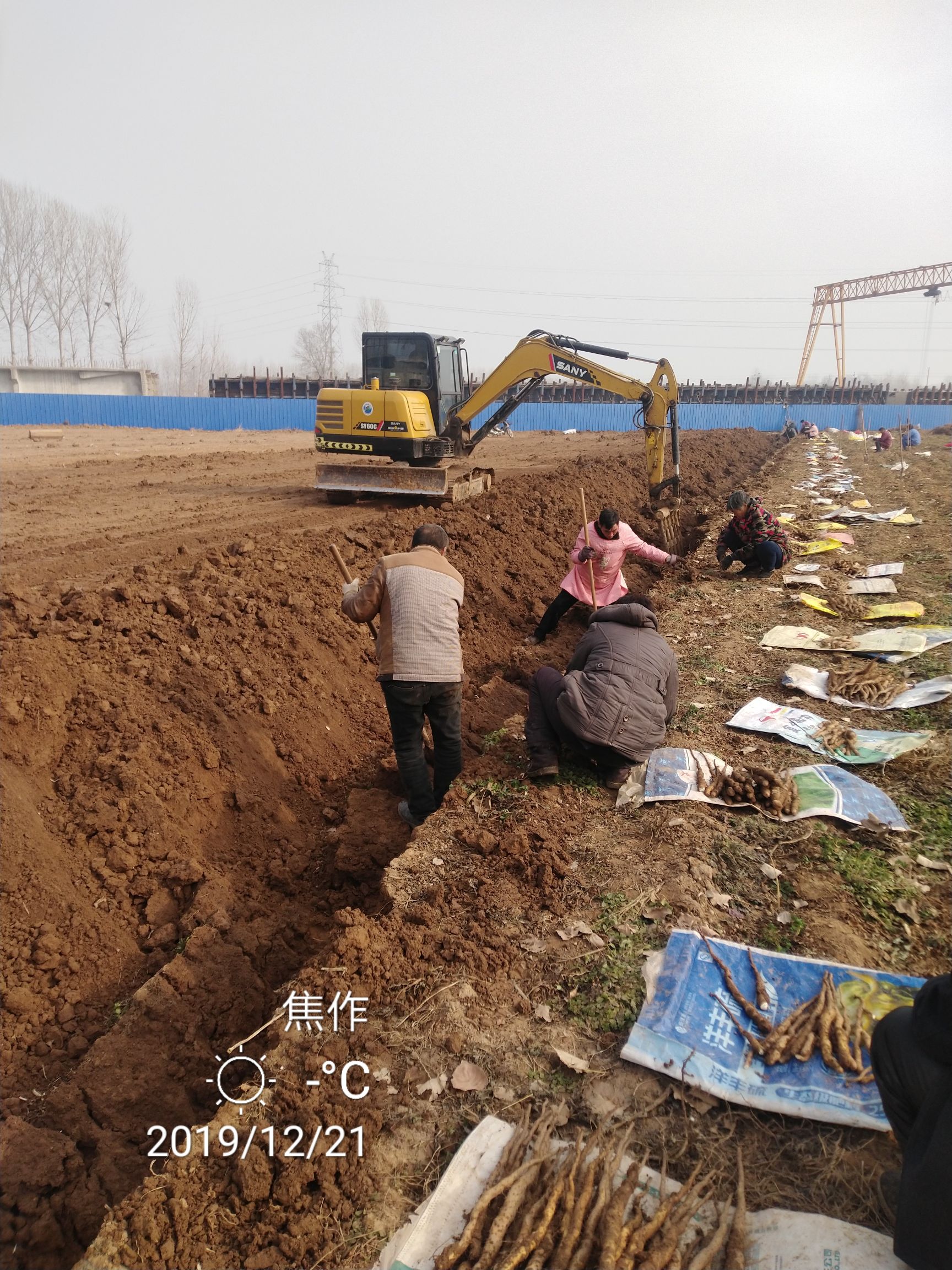 焦作垆土铁棍山药 新鲜采挖 皮红肉白 自家种植 不正宗不要