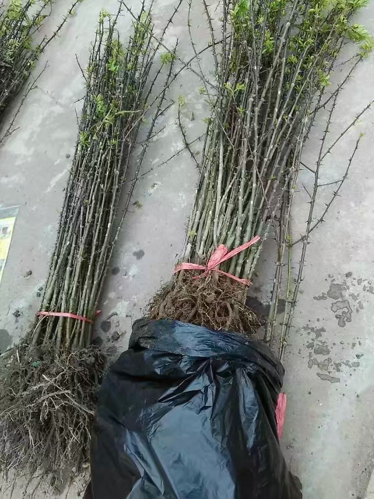  花椒苗，青花椒苗，金阳花椒籽纯正品种育苗