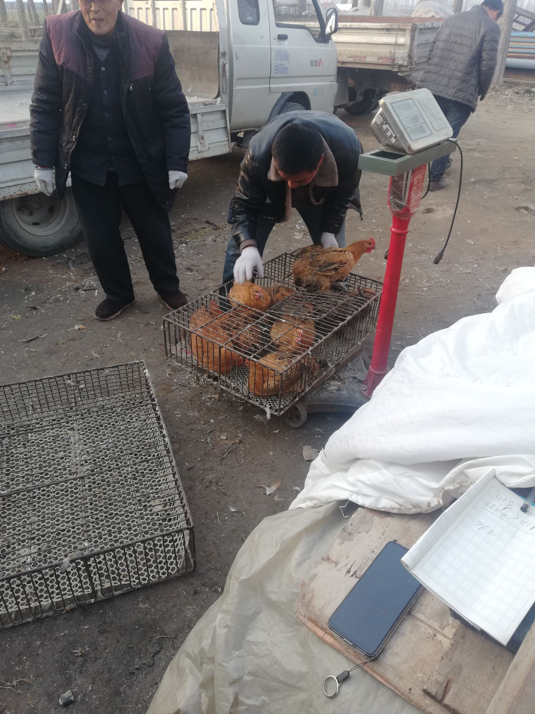  青脚麻鸡量大优惠