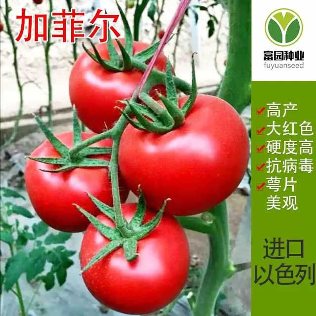 寿光市番茄种子大红果石头秋延抗病毒额片美观西红柿种子