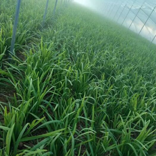 大叶韭菜 二茬 30~35cm