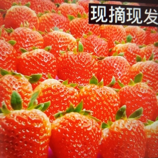沭阳县 脆香甜润的奶油草莓，绿色纯生态，口感纯正