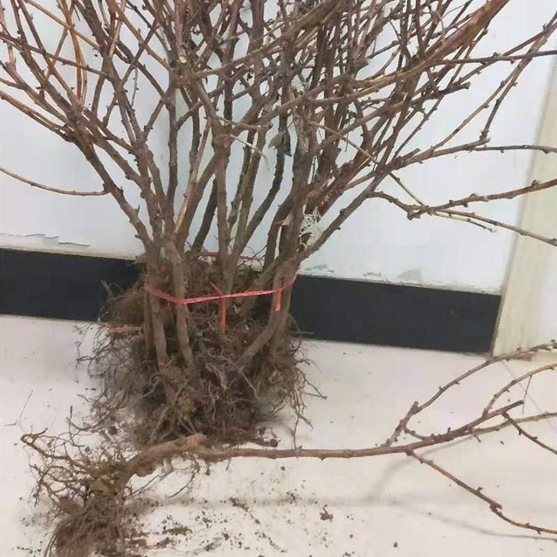  红树莓苗 树莓苗 基地直销质量保证 包邮运费