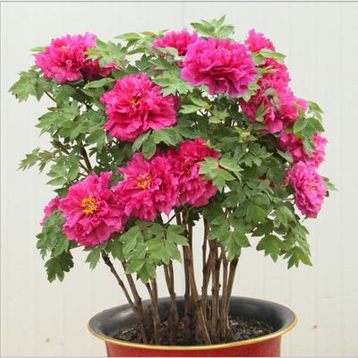 洛阳 春节开花牡丹