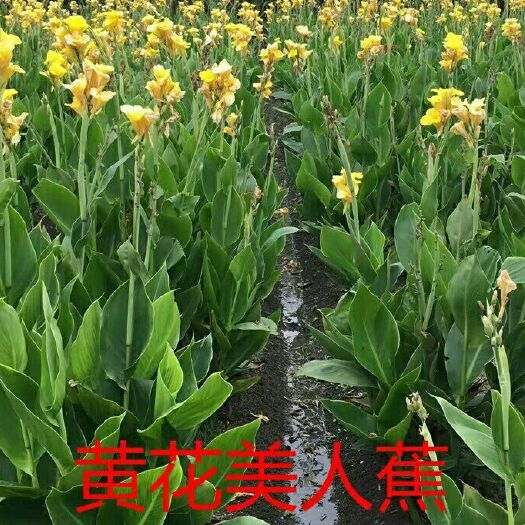 阜南县 精品美人蕉出售