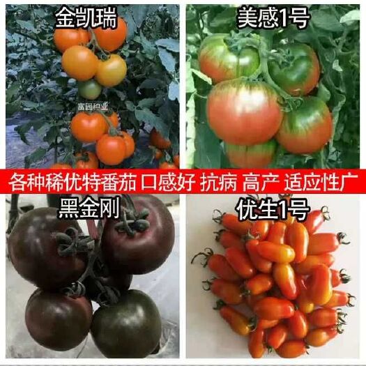 寿光市樱桃番茄种子 各种特色番茄种子现货供应  黄色番茄种子