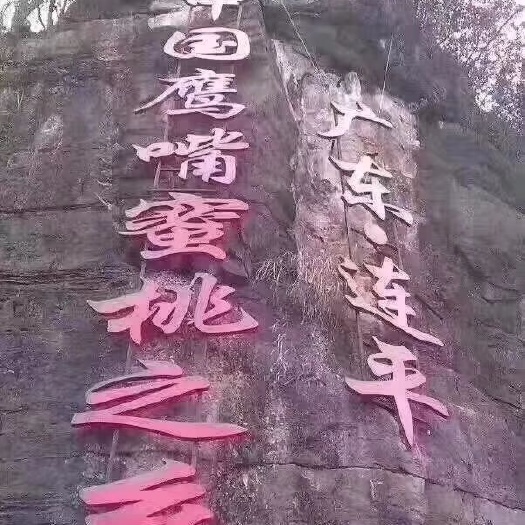 连平县鹰嘴蜜桃苗 鹰嘴桃苗