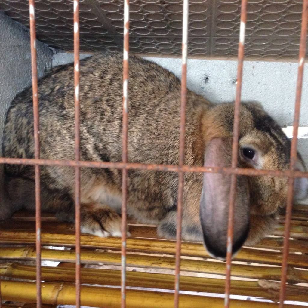 [野兔批发]野兔 养殖比利时兔利润和成本大概多