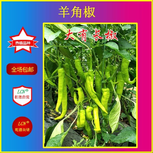 【包邮】大有长椒 肉厚果型顺直香辣风味 羊角长椒