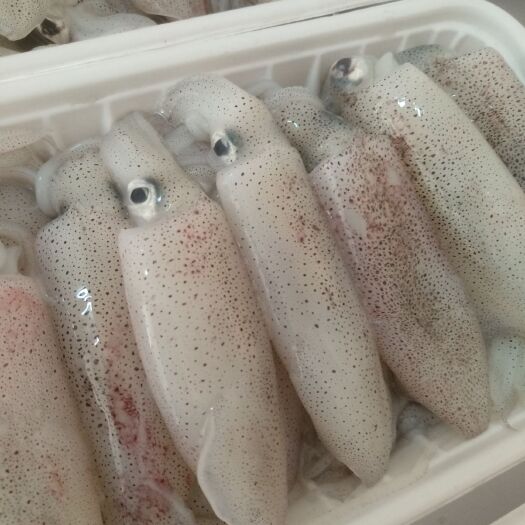 吴川市 鱿鱼 灯照鱿鱼