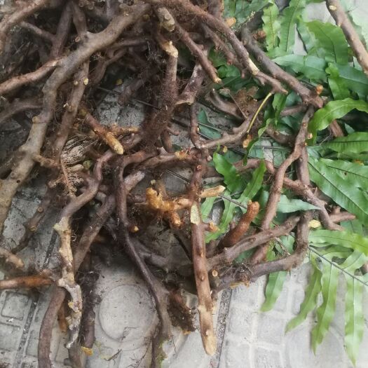 南华县骨碎朴 云南骨碎补，常年有货，干货，五至十天发一次货。