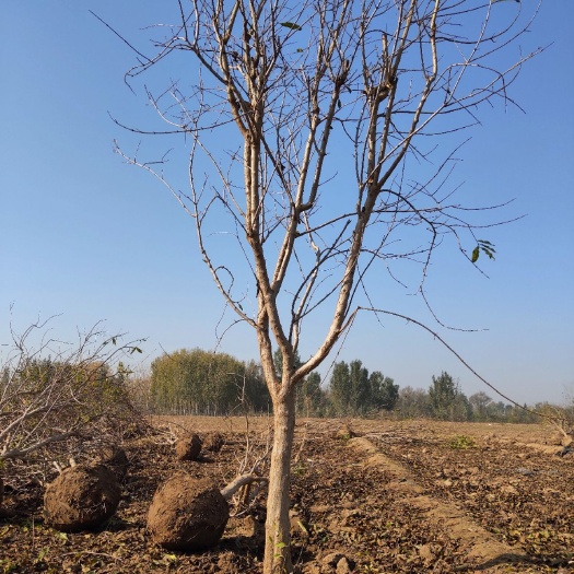 宁津县蒙阳红石榴苗 蒙阳红甜石榴树