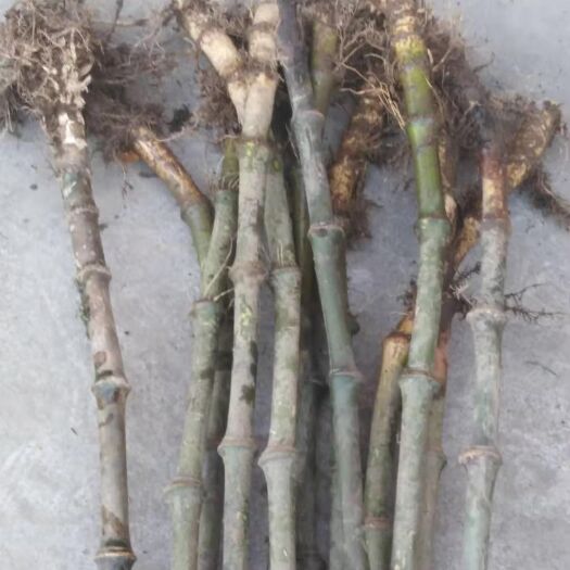 水富市 罗汉竹，筇竹，现砍现卖