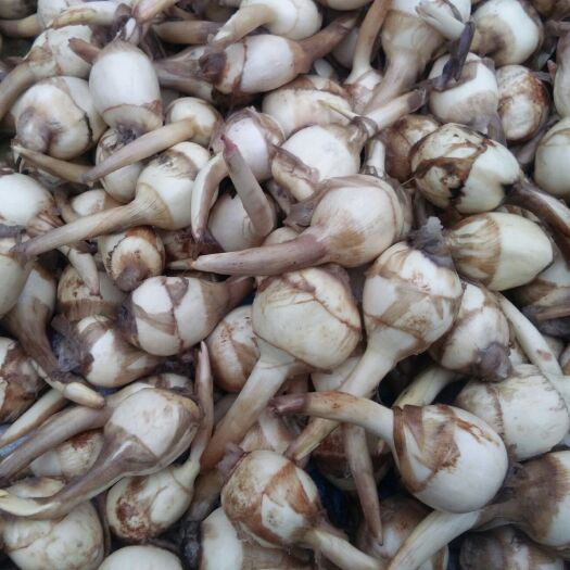 宝应县白肉慈菇 绿色食品，江苏扬州茨菇，大量供应，无中间商。
