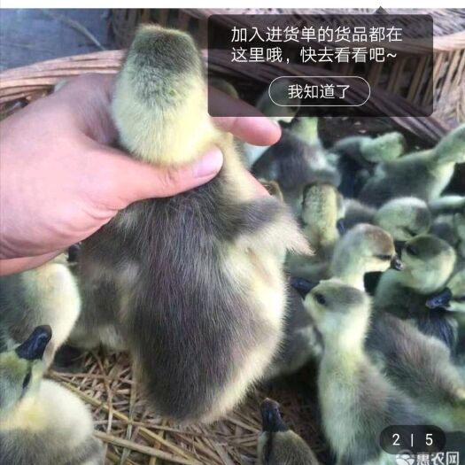 南宁 汕头狮头鹅苗