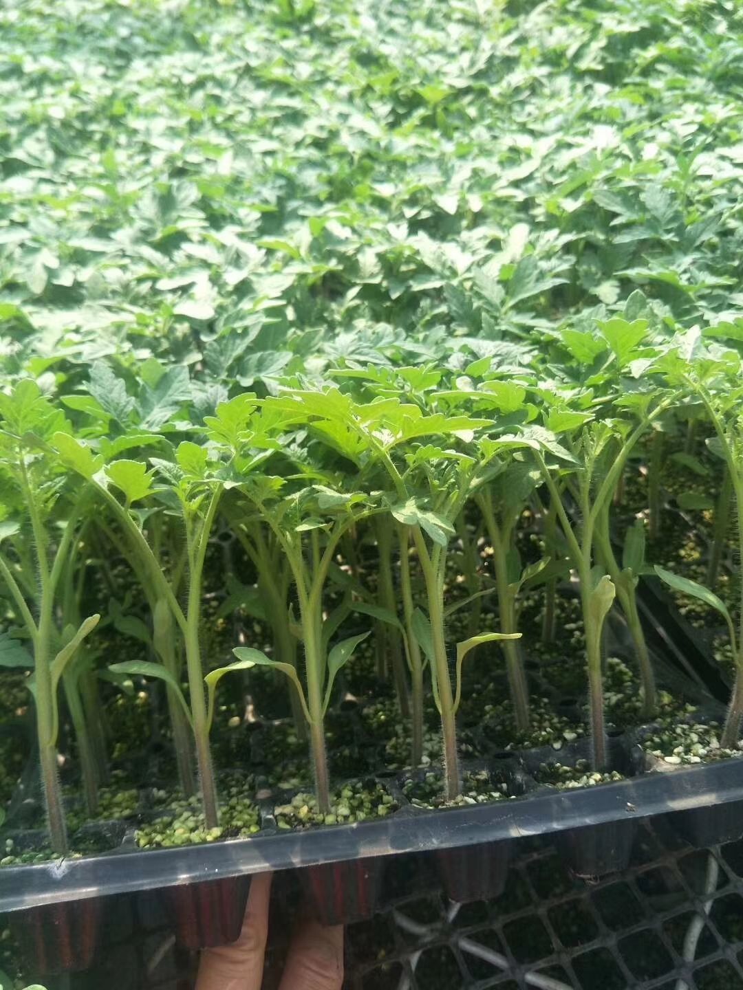  粉果  西红柿苗，早春西红柿番茄种子种苗  抗病毒 抗死棵