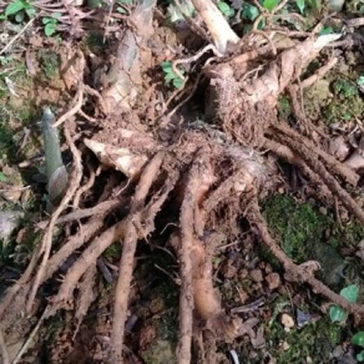 巴中姜种根须阳荷种块阳荷姜种苗阳合姜种子种苗