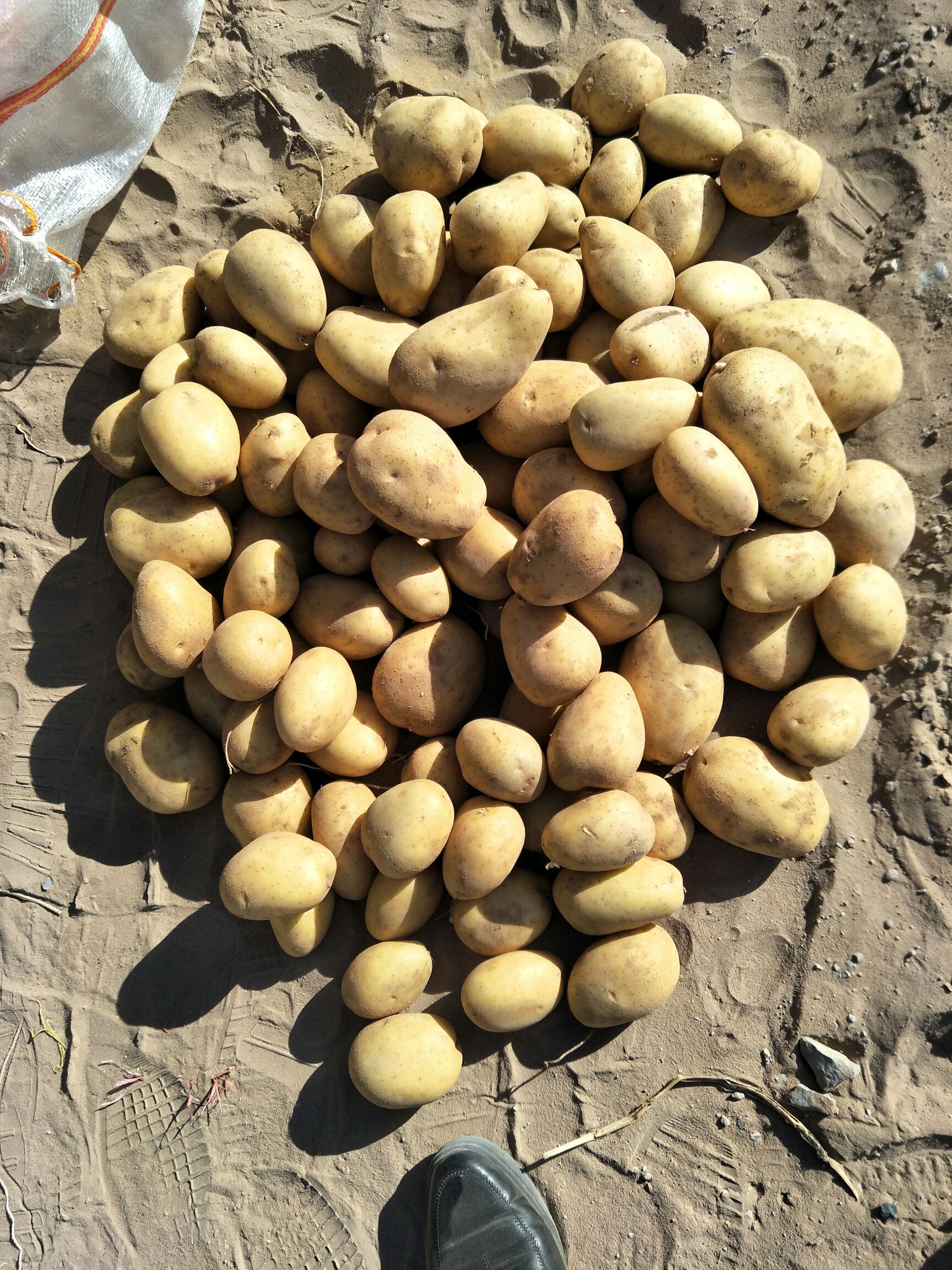 定边土豆 3两以上