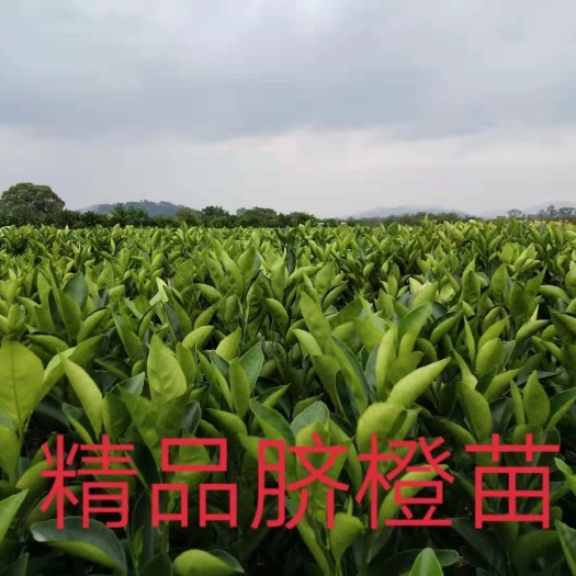 安远县 精选赣南脐橙苗