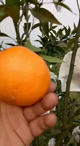 丹棱县耙耙柑大量上市《 四川眉山产地值供》