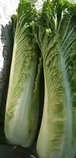 津绿75 大量上市欢迎新老客户订购