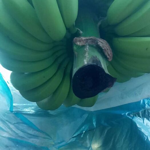 金平县云南红河香蕉 后续有货。