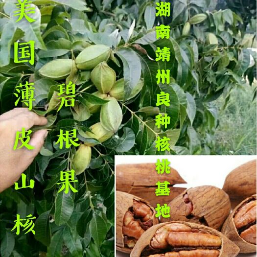 靖州县美国薄壳核桃苗  包邮2年美国薄壳山核桃苗碧根果苗品质保证可签合同