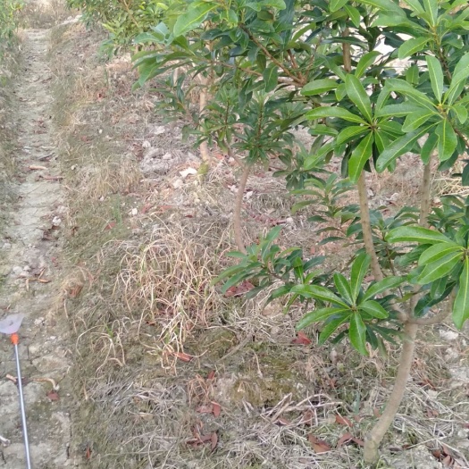 靖州县东魁杨梅树苗