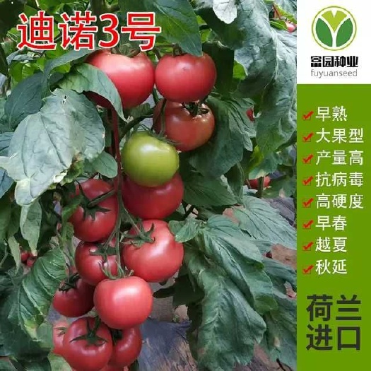 早春番茄种子早熟大果西红柿种子迪诺3号耐裂早熟大棚