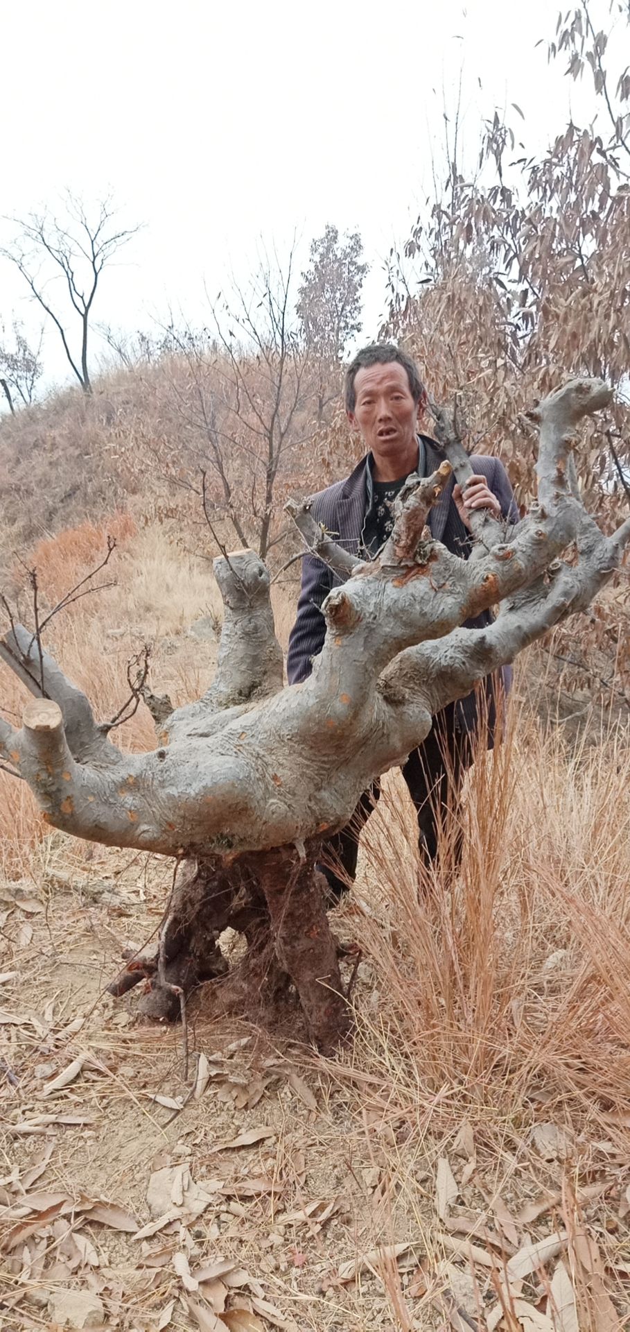 供應大廳 苗木花草 榆樹