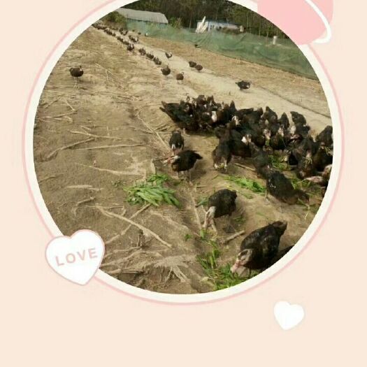 汉川市土鸭 7-8斤 统货 全散养