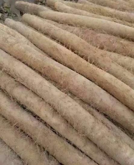 邢台 山药白玉药